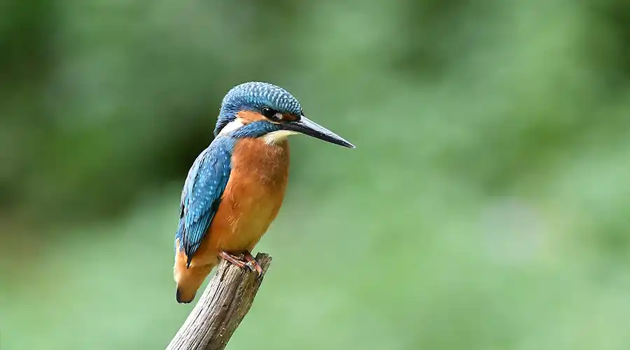 Charnay loisirs, Ornithologie